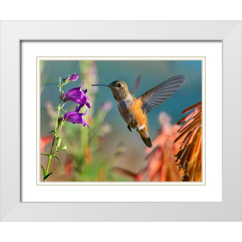 Broad Tailed Hummingbird White Modern Wood Framed Art Print with Double Matting by Fitzharris, Tim