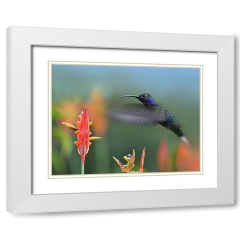 Violet Sabrewing Hummingbird White Modern Wood Framed Art Print with Double Matting by Fitzharris, Tim