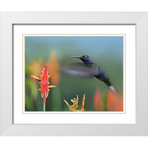 Violet Sabrewing Hummingbird White Modern Wood Framed Art Print with Double Matting by Fitzharris, Tim