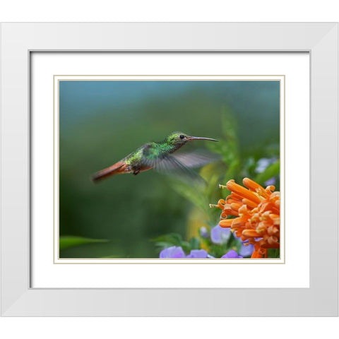 Rufous Tailed Hummingbird at Flame Vine White Modern Wood Framed Art Print with Double Matting by Fitzharris, Tim