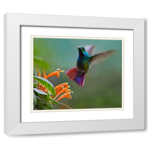 Green Breasted Mango Hummingbird at Flame Vine White Modern Wood Framed Art Print with Double Matting by Fitzharris, Tim