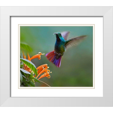 Green Breasted Mango Hummingbird at Flame Vine White Modern Wood Framed Art Print with Double Matting by Fitzharris, Tim