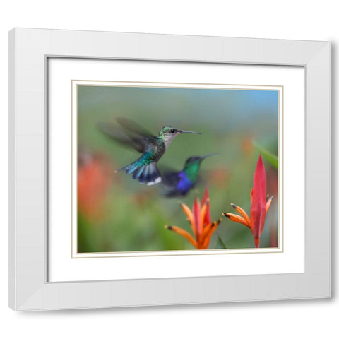 Crowned Woodnymph Hummingbirds White Modern Wood Framed Art Print with Double Matting by Fitzharris, Tim