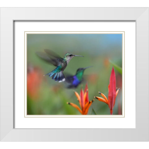 Crowned Woodnymph Hummingbirds White Modern Wood Framed Art Print with Double Matting by Fitzharris, Tim