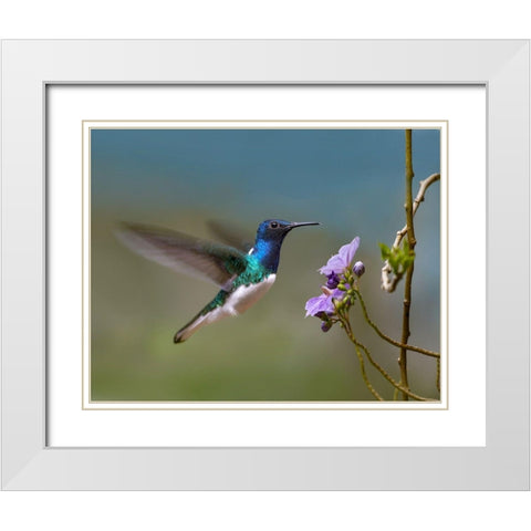 White Necked Jacobin Hummingbird White Modern Wood Framed Art Print with Double Matting by Fitzharris, Tim