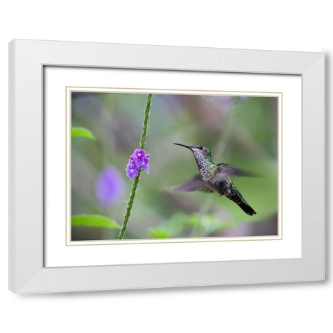 White Necked Jacobin Hummingbird Female at Porterweed White Modern Wood Framed Art Print with Double Matting by Fitzharris, Tim