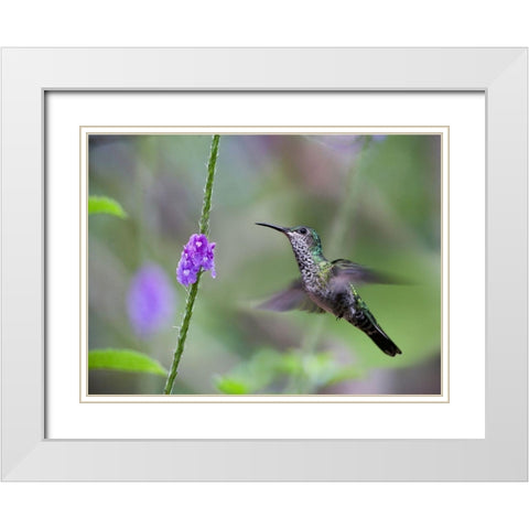 White Necked Jacobin Hummingbird Female at Porterweed White Modern Wood Framed Art Print with Double Matting by Fitzharris, Tim