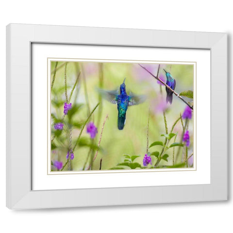 Violet Sabrewing and Crowned Woodnymph Hummingbirds White Modern Wood Framed Art Print with Double Matting by Fitzharris, Tim