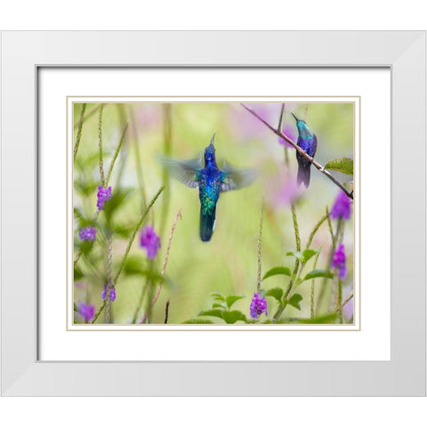 Violet Sabrewing and Crowned Woodnymph Hummingbirds White Modern Wood Framed Art Print with Double Matting by Fitzharris, Tim