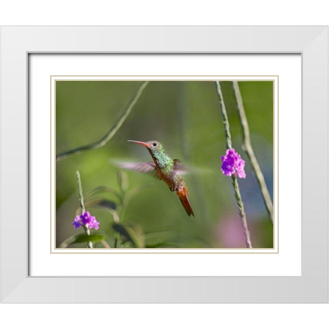 Rufous Tailed Hummingbird White Modern Wood Framed Art Print with Double Matting by Fitzharris, Tim