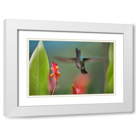 White Necked Jacobin Hummingbird Female White Modern Wood Framed Art Print with Double Matting by Fitzharris, Tim