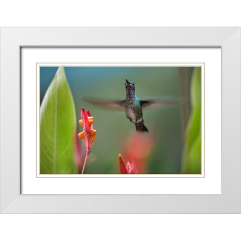 White Necked Jacobin Hummingbird Female White Modern Wood Framed Art Print with Double Matting by Fitzharris, Tim