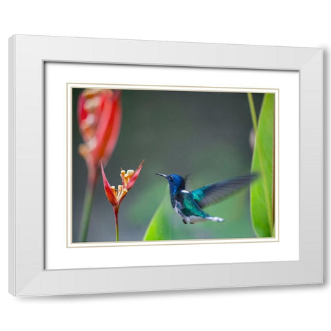 White Necked Jacobin Hummingbird White Modern Wood Framed Art Print with Double Matting by Fitzharris, Tim