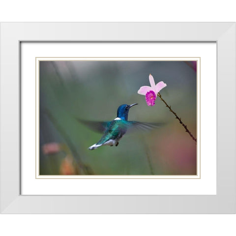 White Necked Hummingbird at Bamboo Orchid White Modern Wood Framed Art Print with Double Matting by Fitzharris, Tim