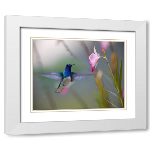 White Necked Jacobin Hummingbird White Modern Wood Framed Art Print with Double Matting by Fitzharris, Tim