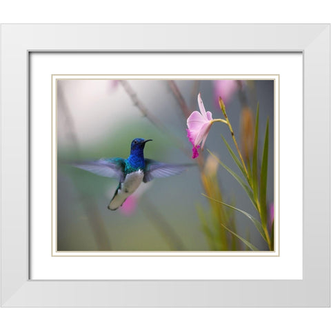 White Necked Jacobin Hummingbird White Modern Wood Framed Art Print with Double Matting by Fitzharris, Tim