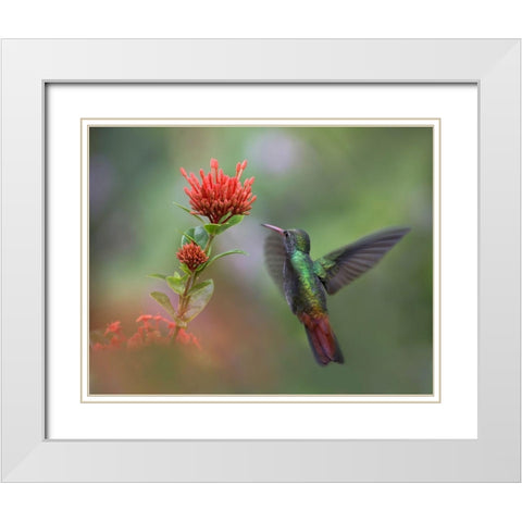 Rufous Tailed Hummingbird White Modern Wood Framed Art Print with Double Matting by Fitzharris, Tim