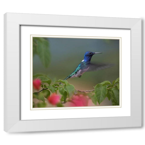 White Necked Jacobin Hummingbird White Modern Wood Framed Art Print with Double Matting by Fitzharris, Tim