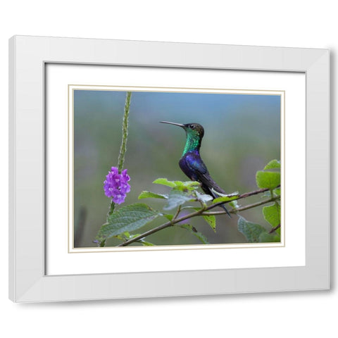 Crowned Woodnymph Hummingbird White Modern Wood Framed Art Print with Double Matting by Fitzharris, Tim