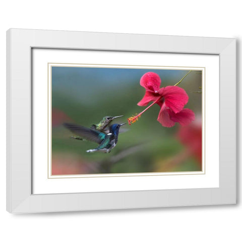 White Necked Jacobin Hummingbirds at Hibiscus White Modern Wood Framed Art Print with Double Matting by Fitzharris, Tim