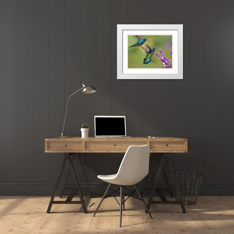 Green Violet T-Ear Hummingbird White Modern Wood Framed Art Print with Double Matting by Fitzharris, Tim