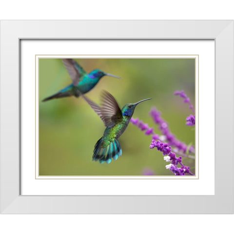 Green Violet T-Ear Hummingbird White Modern Wood Framed Art Print with Double Matting by Fitzharris, Tim