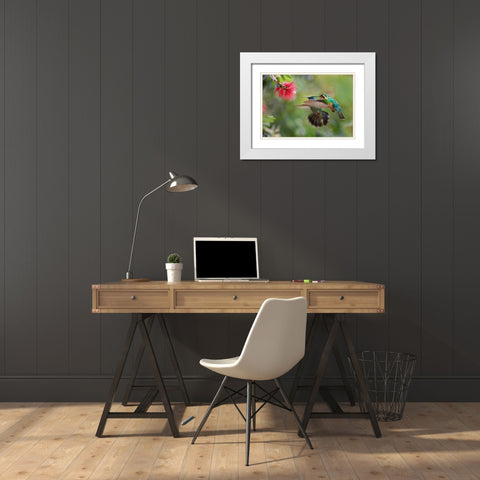 Gray Tailed Mountain Gem Female and Green Violet-Ear Hummingbird White Modern Wood Framed Art Print with Double Matting by Fitzharris, Tim