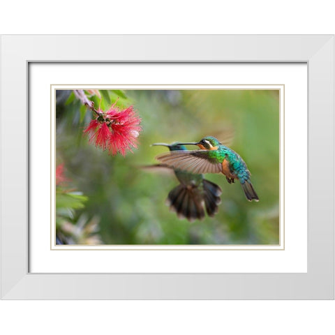 Gray Tailed Mountain Gem Female and Green Violet-Ear Hummingbird White Modern Wood Framed Art Print with Double Matting by Fitzharris, Tim