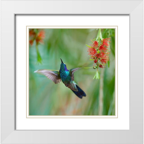 Green Violet T-Ear Hummingbird White Modern Wood Framed Art Print with Double Matting by Fitzharris, Tim