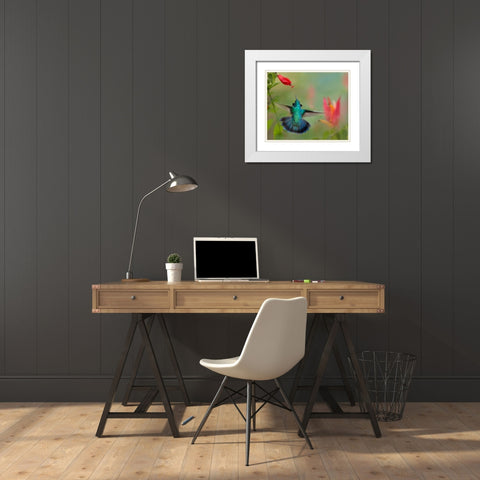 Green Violet-Ear Hummingbird White Modern Wood Framed Art Print with Double Matting by Fitzharris, Tim