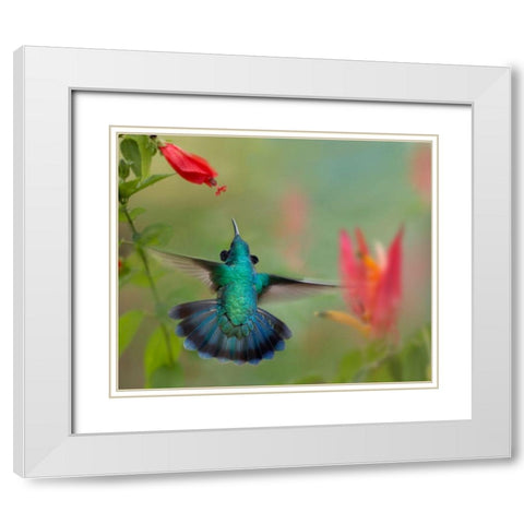 Green Violet-Ear Hummingbird White Modern Wood Framed Art Print with Double Matting by Fitzharris, Tim