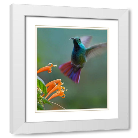 Green Breasted Mango Hummingbird at Flame Vine White Modern Wood Framed Art Print with Double Matting by Fitzharris, Tim