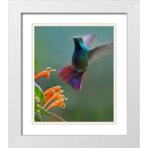 Green Breasted Mango Hummingbird at Flame Vine White Modern Wood Framed Art Print with Double Matting by Fitzharris, Tim