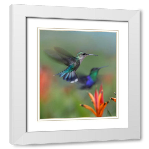 Crowned Wood Nymph Hummingbirds White Modern Wood Framed Art Print with Double Matting by Fitzharris, Tim