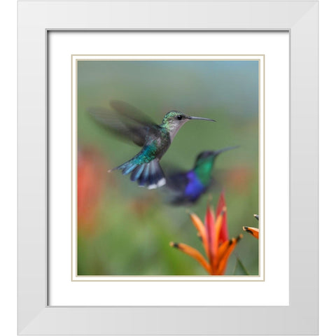 Crowned Wood Nymph Hummingbirds White Modern Wood Framed Art Print with Double Matting by Fitzharris, Tim