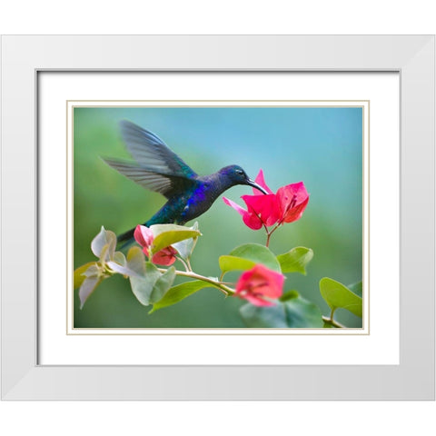 Violet Sabrewing Hummingbird White Modern Wood Framed Art Print with Double Matting by Fitzharris, Tim