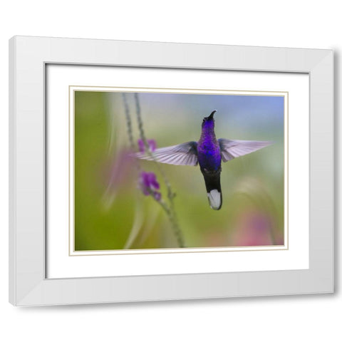 Violet Sabrewing Hummingbird White Modern Wood Framed Art Print with Double Matting by Fitzharris, Tim