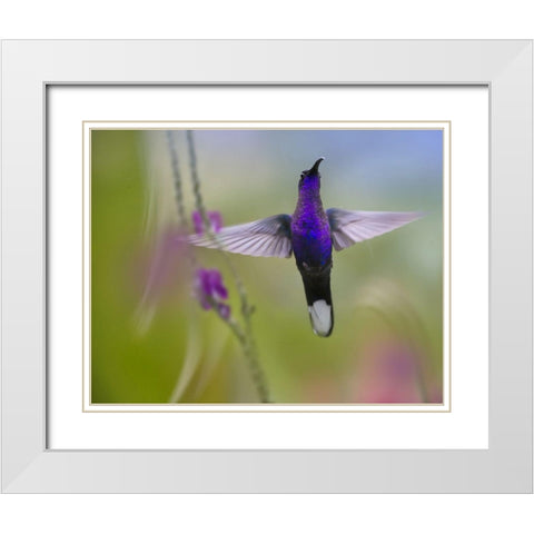 Violet Sabrewing Hummingbird White Modern Wood Framed Art Print with Double Matting by Fitzharris, Tim