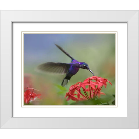 Violet Sabrewing Hummingbird White Modern Wood Framed Art Print with Double Matting by Fitzharris, Tim