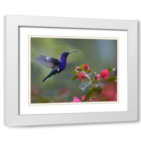 Violet Sabrewing Hummingbird White Modern Wood Framed Art Print with Double Matting by Fitzharris, Tim