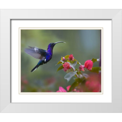 Violet Sabrewing Hummingbird White Modern Wood Framed Art Print with Double Matting by Fitzharris, Tim