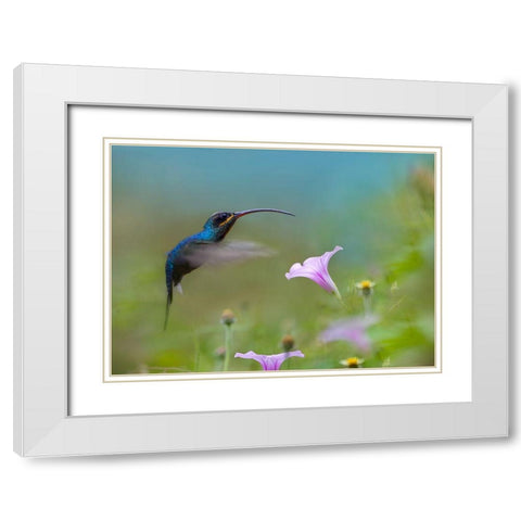Green Hermit Hummingbird White Modern Wood Framed Art Print with Double Matting by Fitzharris, Tim