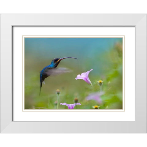 Green Hermit Hummingbird White Modern Wood Framed Art Print with Double Matting by Fitzharris, Tim