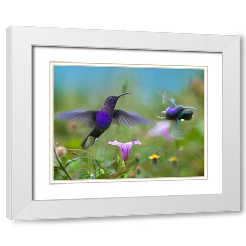 Violet Sabrewing Hummingbirds White Modern Wood Framed Art Print with Double Matting by Fitzharris, Tim
