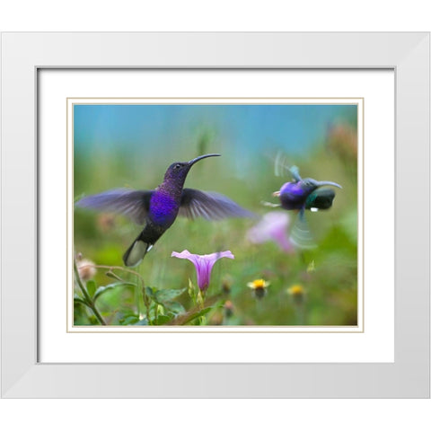 Violet Sabrewing Hummingbirds White Modern Wood Framed Art Print with Double Matting by Fitzharris, Tim