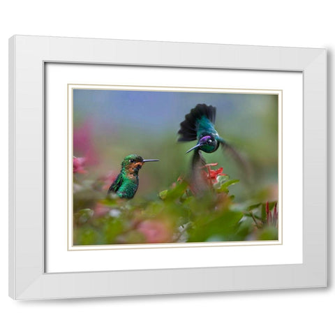 Green Crowned Brilliant and Magnificent White Modern Wood Framed Art Print with Double Matting by Fitzharris, Tim