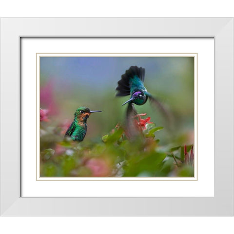 Green Crowned Brilliant and Magnificent White Modern Wood Framed Art Print with Double Matting by Fitzharris, Tim