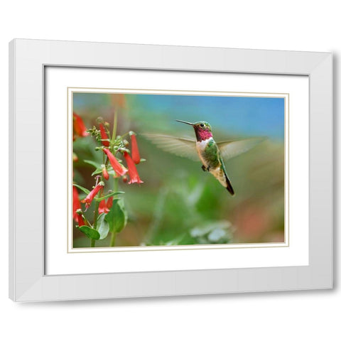 Broad Tailed Hummingbird at Scarlet Bugler Penstemon White Modern Wood Framed Art Print with Double Matting by Fitzharris, Tim