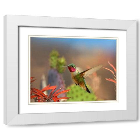 Broad Tailed Hummingbird White Modern Wood Framed Art Print with Double Matting by Fitzharris, Tim