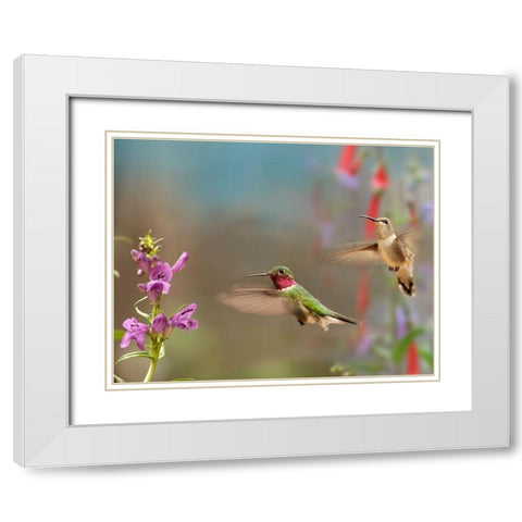 Broad Tailed Hummingbirds White Modern Wood Framed Art Print with Double Matting by Fitzharris, Tim